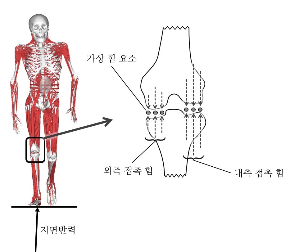 슬관절 내부 하중 예측 그렌드챌린지대회 우승.jpg